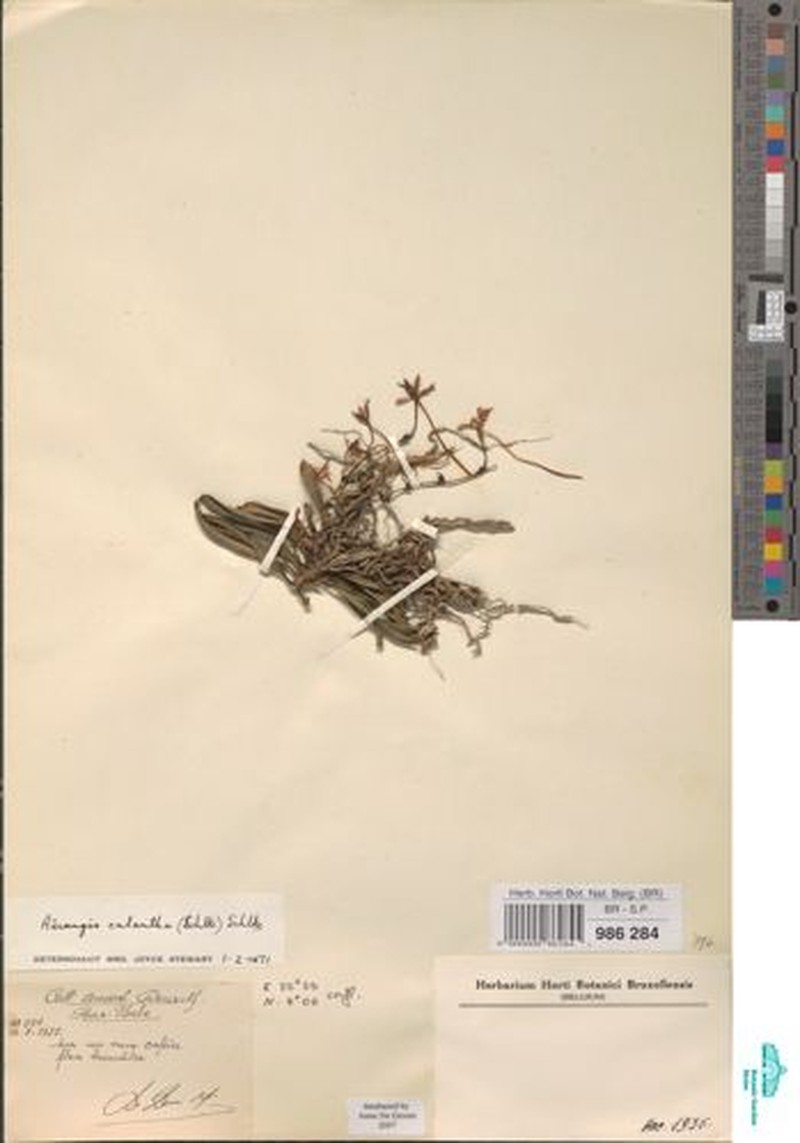 Aerangis calantha photo 4