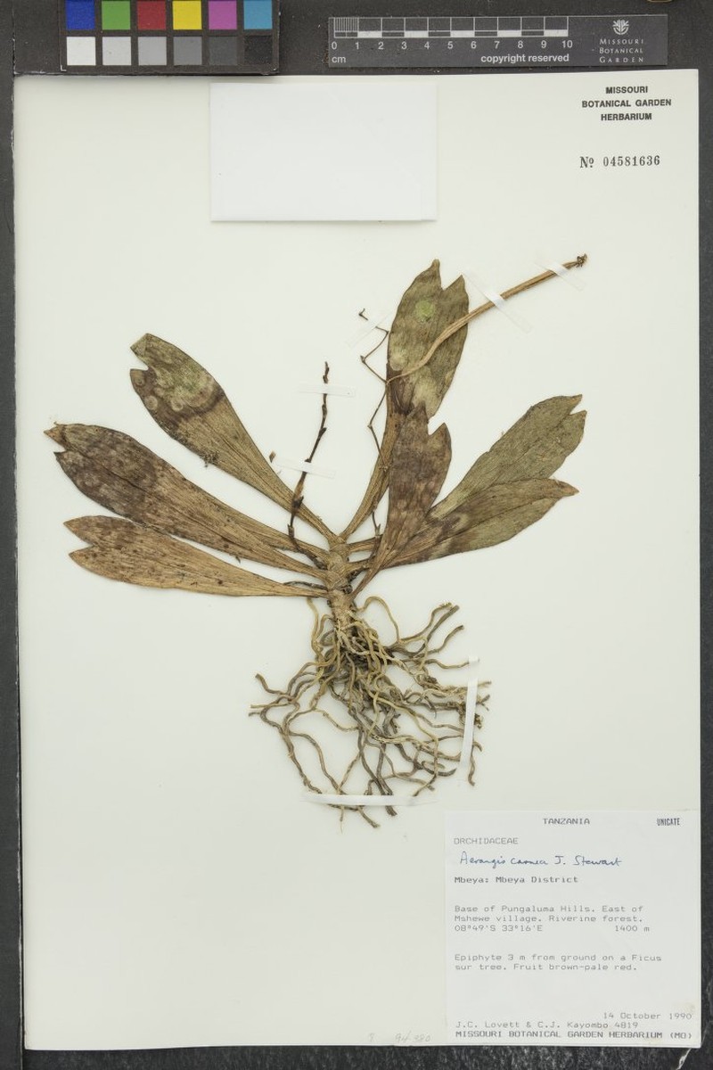 Aerangis carnea