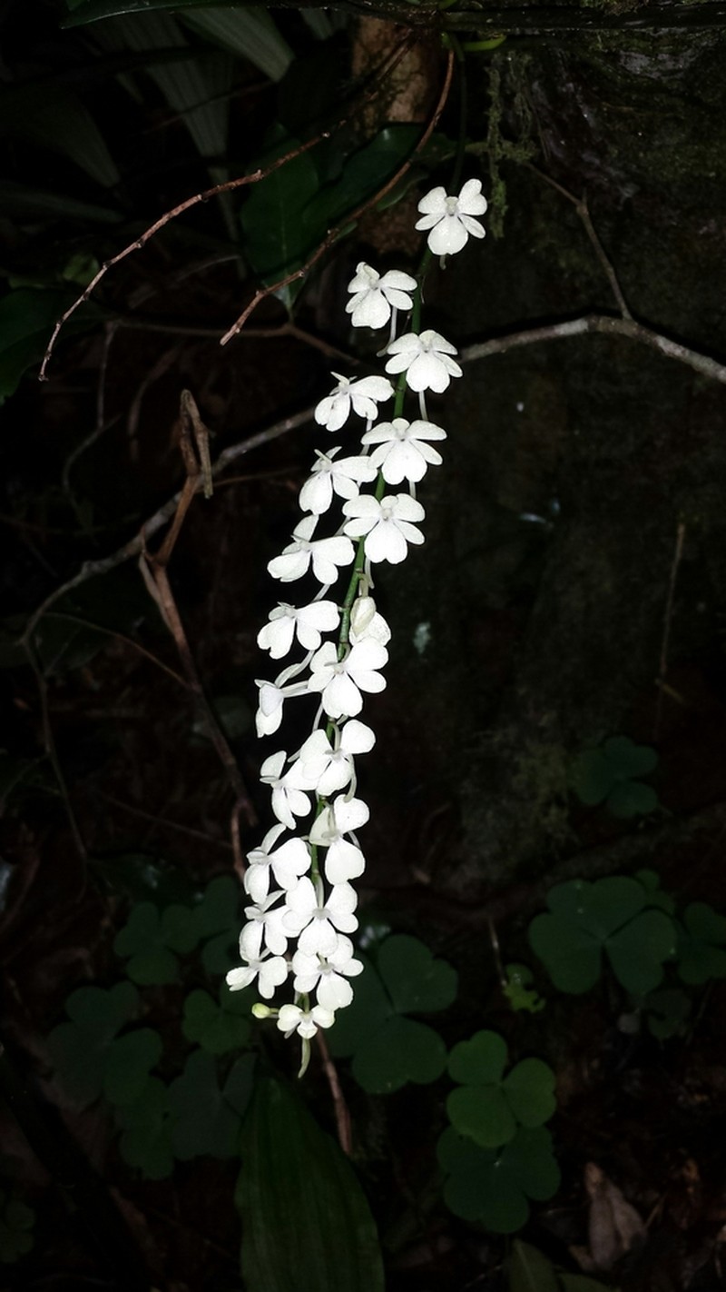 Aerangis citrata photo 2
