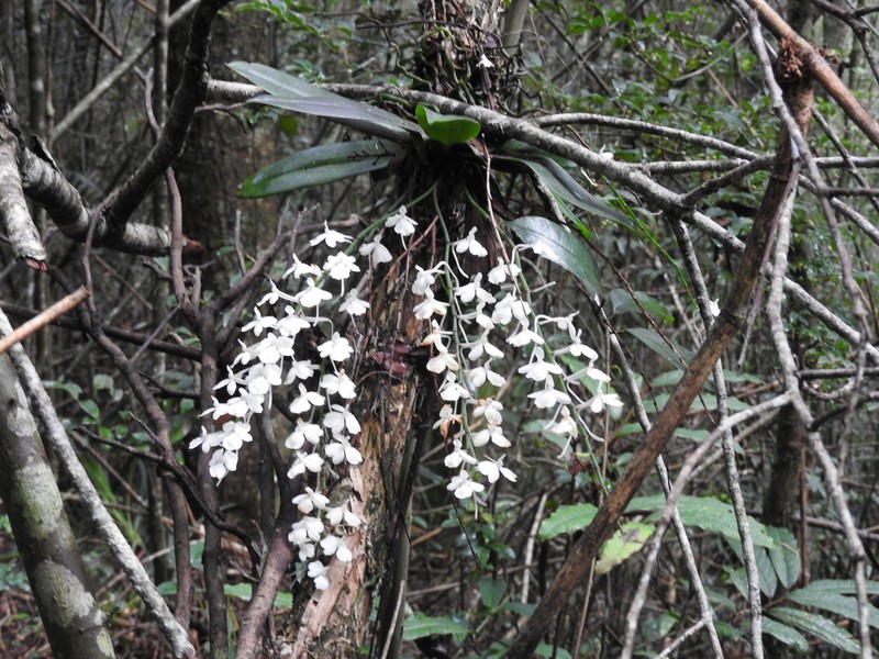 Aerangis citrata photo 3