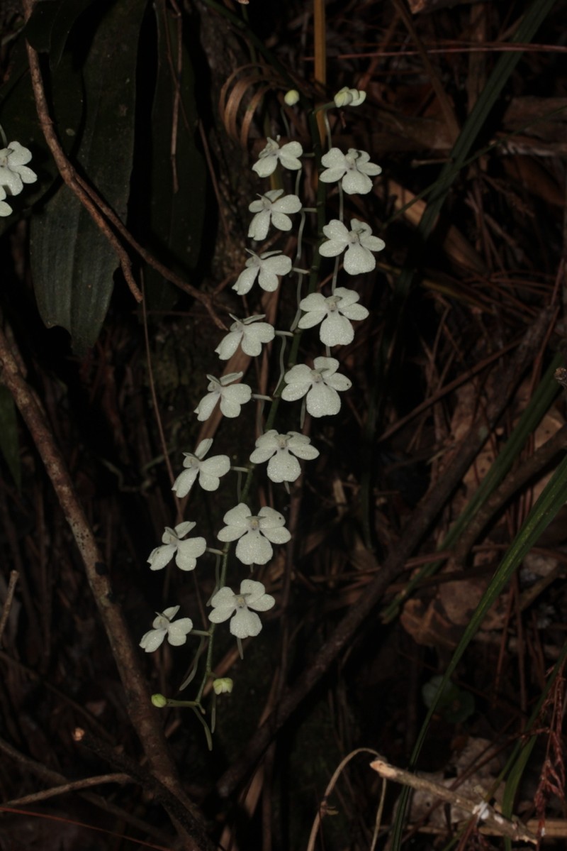 Aerangis citrata photo 4