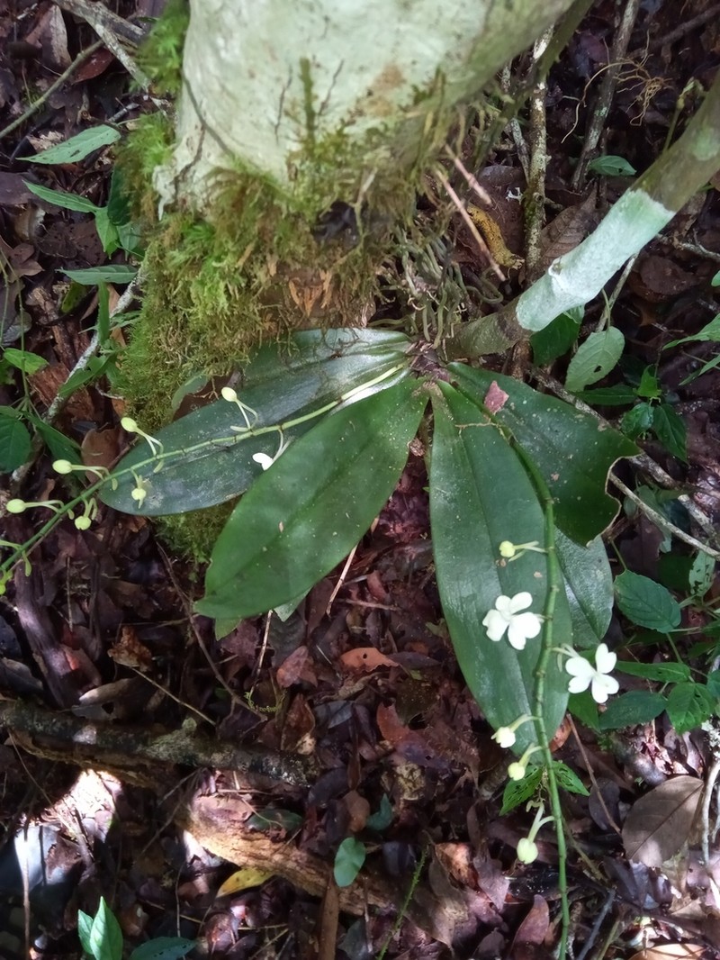 Aerangis citrata photo 5