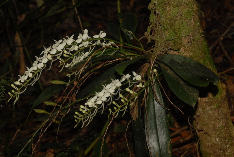 Aerangis citrata photo 6