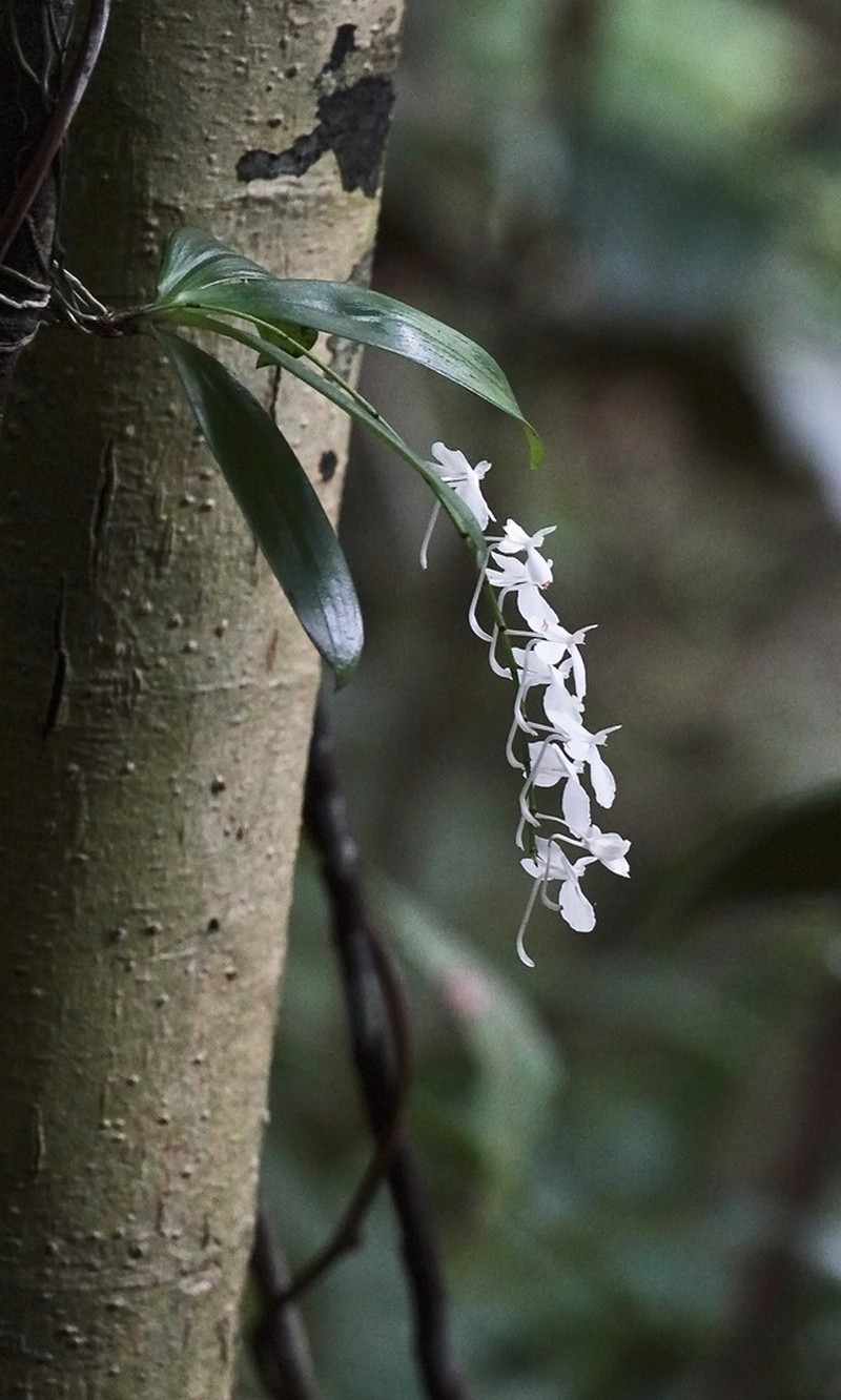 Aerangis citrata photo 7