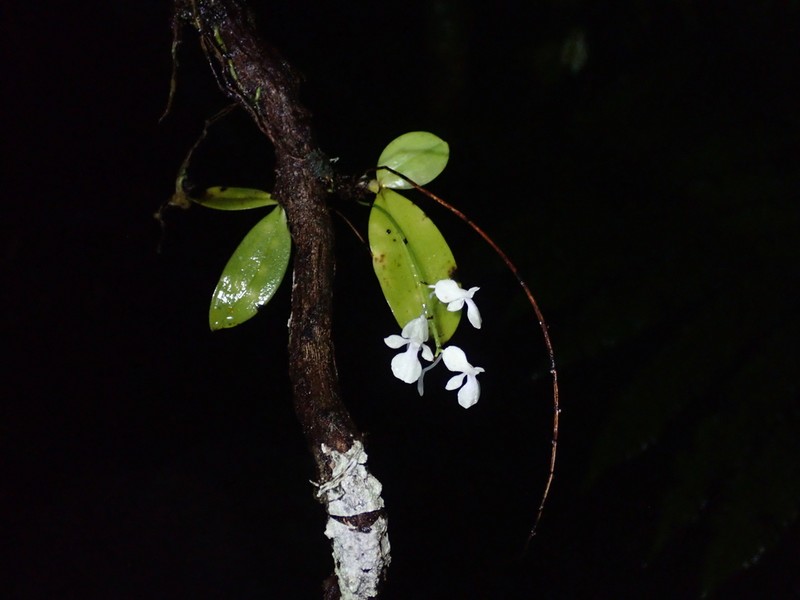 Aerangis citrata photo 8