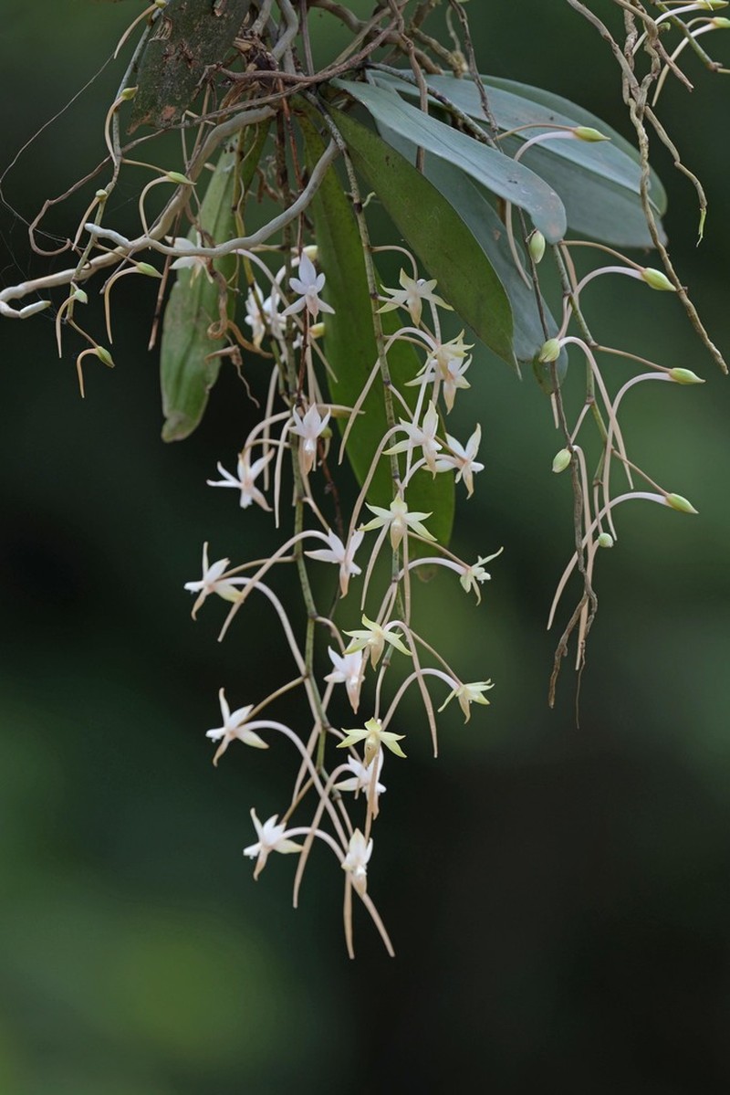 Aerangis collum-cygni photo 2