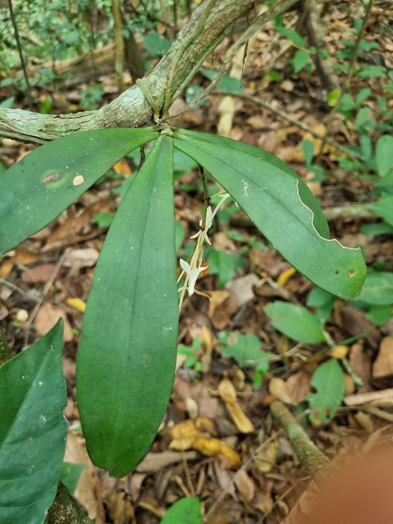 Aerangis collum-cygni photo 3