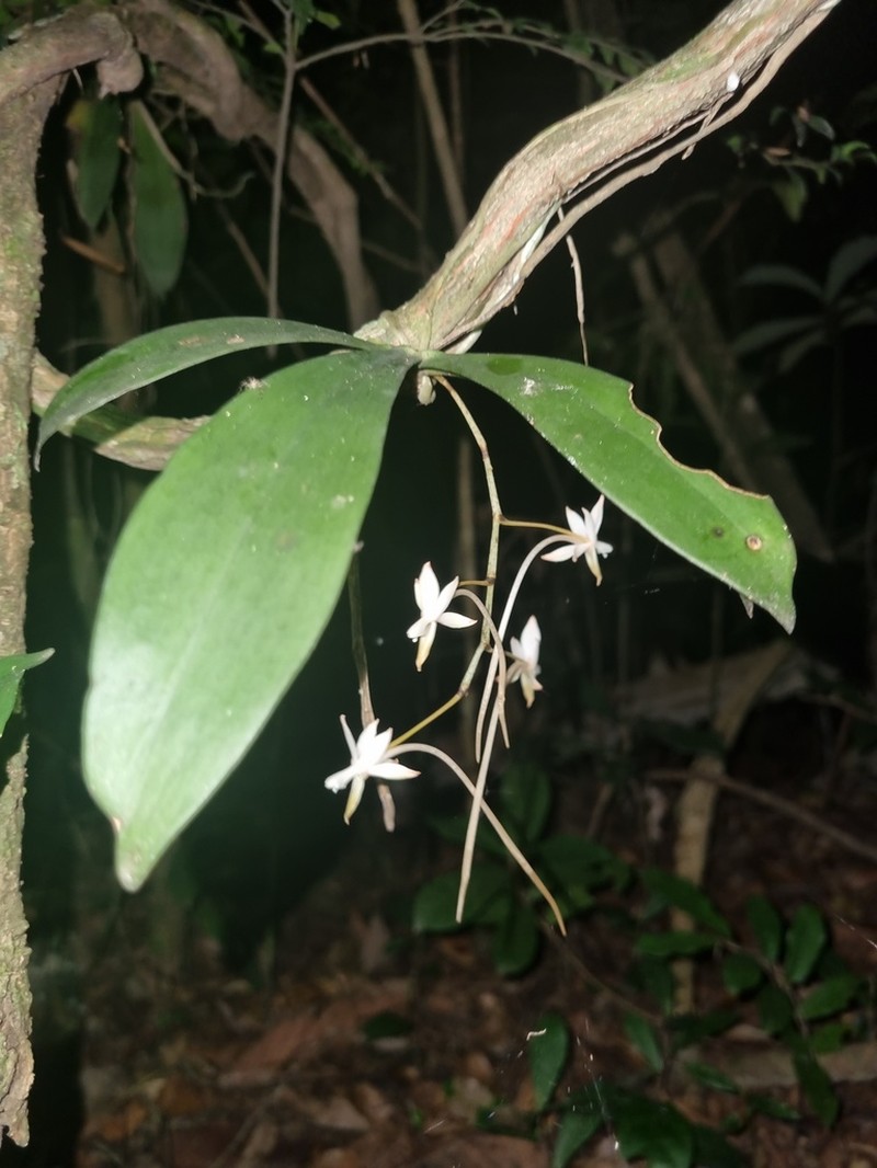 Aerangis collum-cygni photo 5