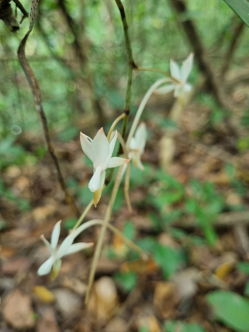 Aerangis collum-cygni photo 7
