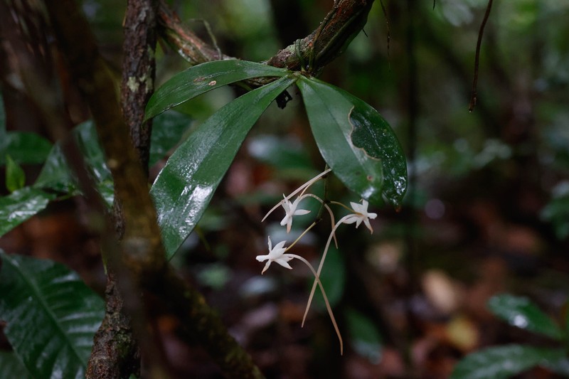 Aerangis collum-cygni photo 8