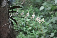 Aerangis confusa