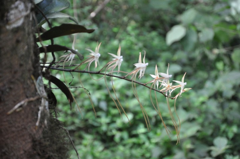 Aerangis confusa
