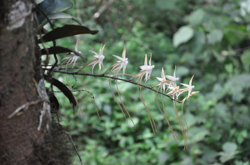 Aerangis confusa photo 2