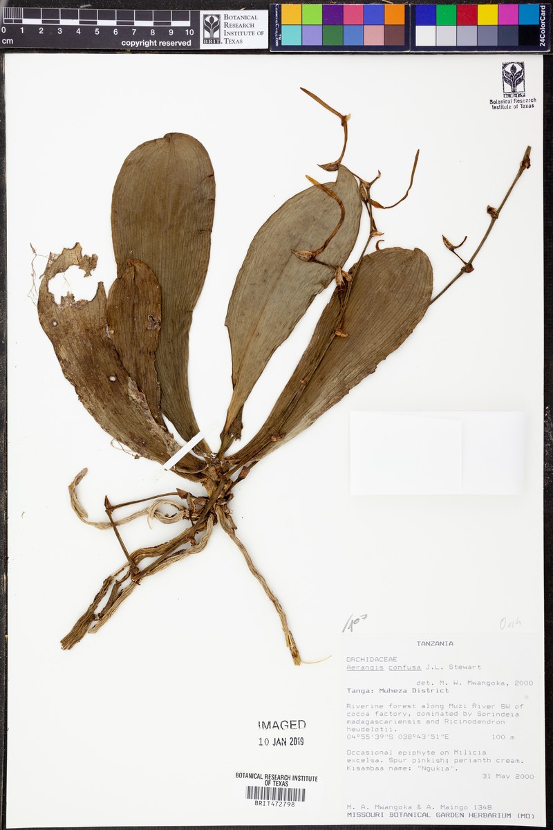 Aerangis confusa photo 4