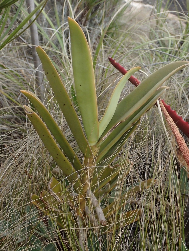 Aerangis cryptodon