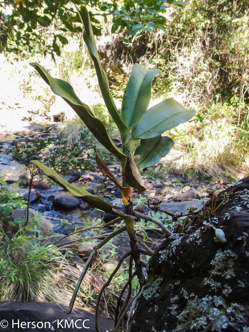 Aerangis cryptodon photo 2