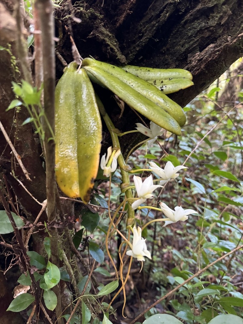 Aerangis cryptodon photo 3