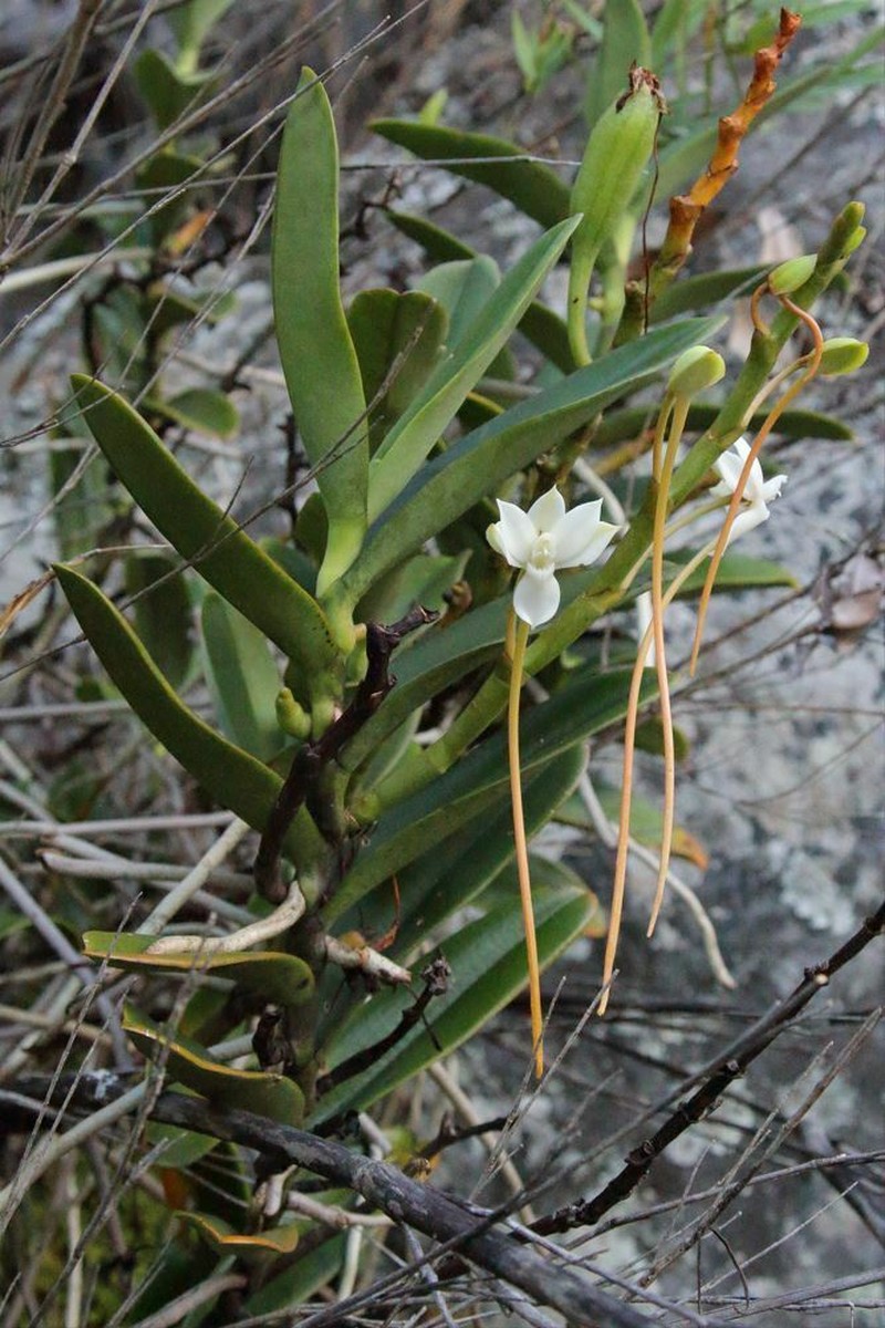 Aerangis cryptodon photo 4