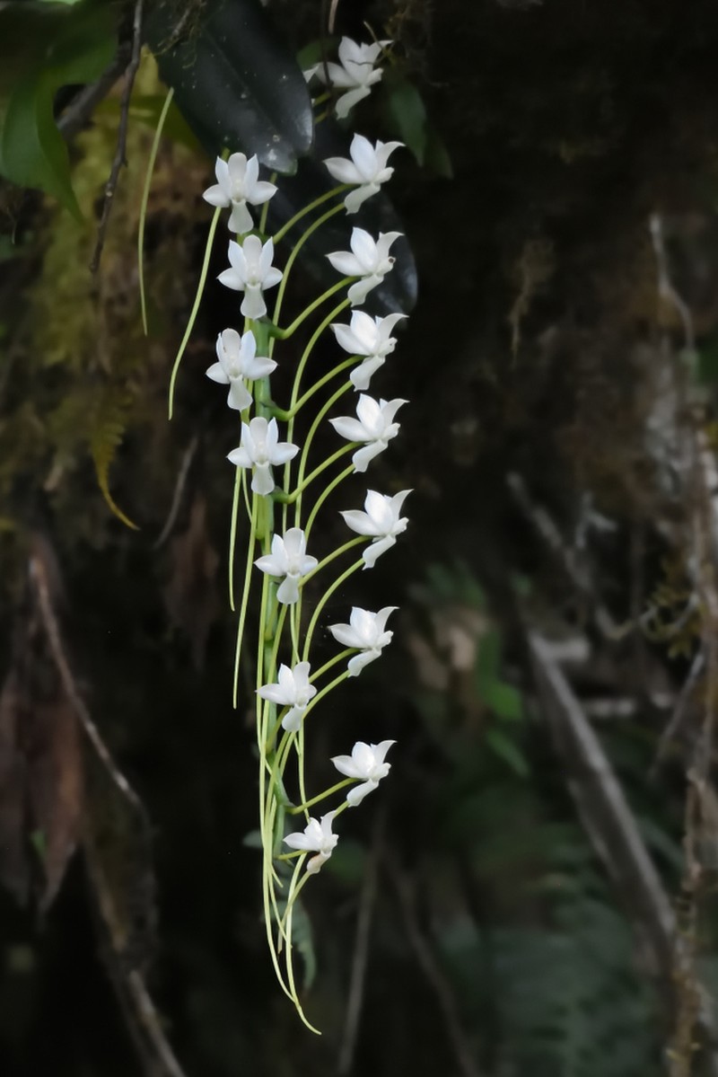 Aerangis cryptodon photo 5
