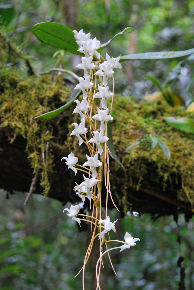 Aerangis cryptodon photo 6