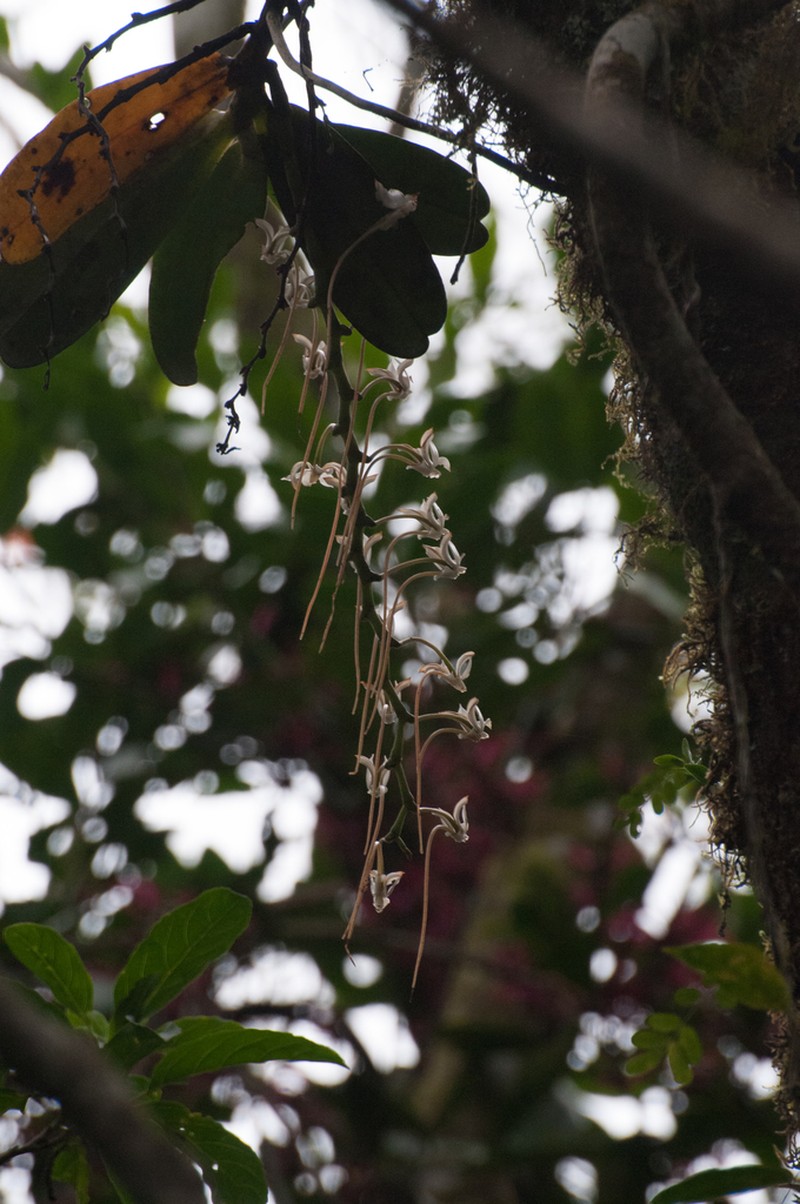Aerangis cryptodon photo 7