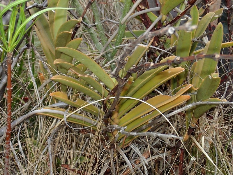 Aerangis cryptodon photo 8