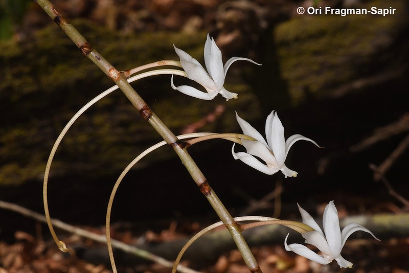 Aerangis decaryana