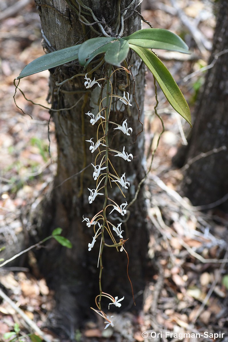 Aerangis decaryana photo 2