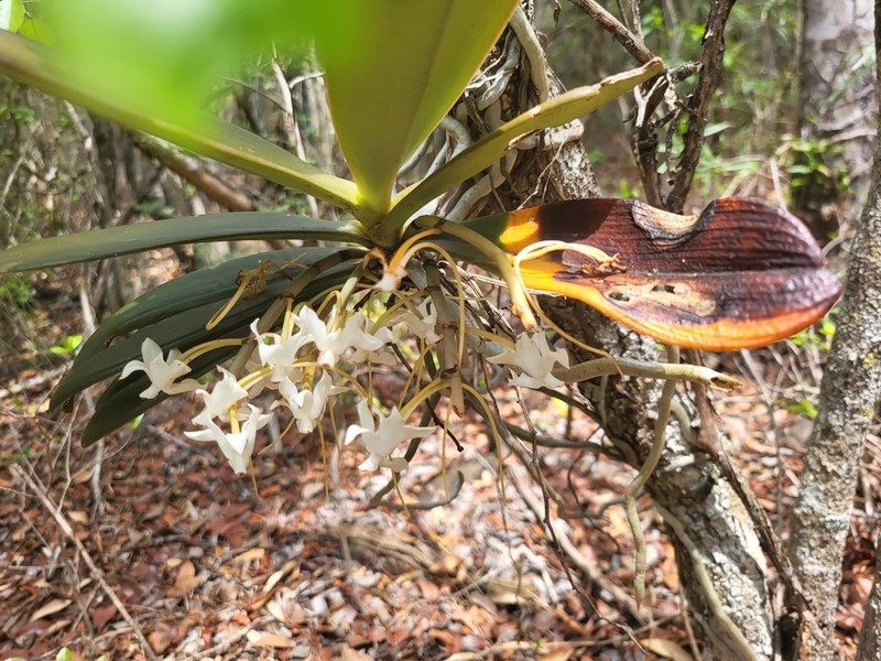 Aerangis decaryana photo 3