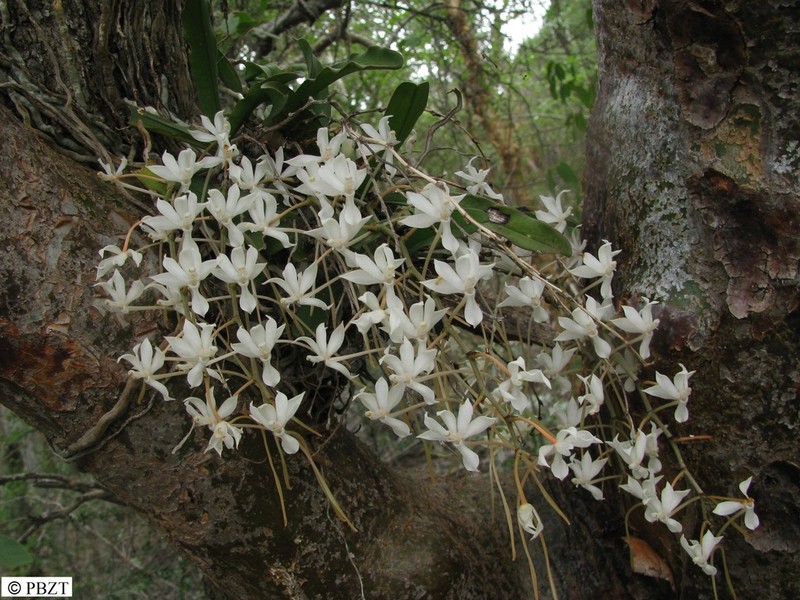 Aerangis decaryana photo 5