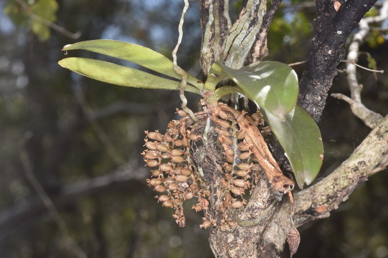 Aerangis divitiflora