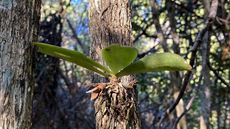 Aerangis divitiflora photo 2