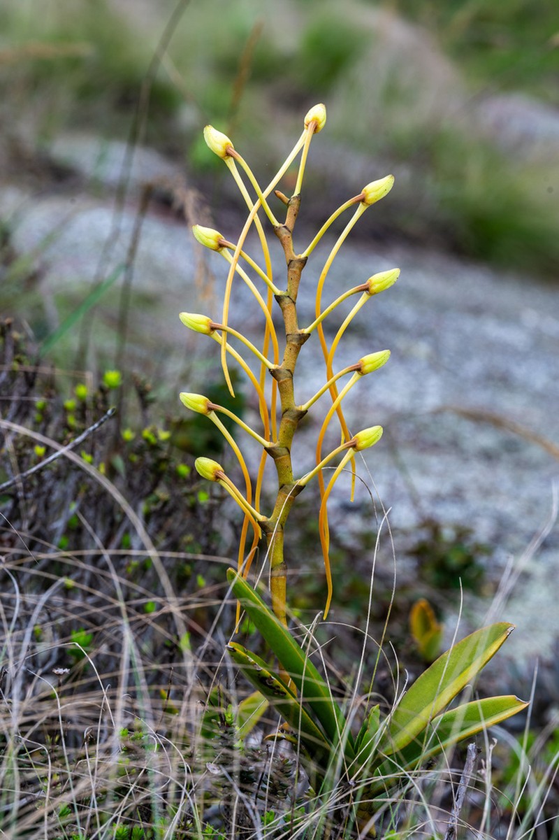 Aerangis ellisii