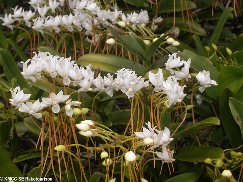 Aerangis ellisii photo 2