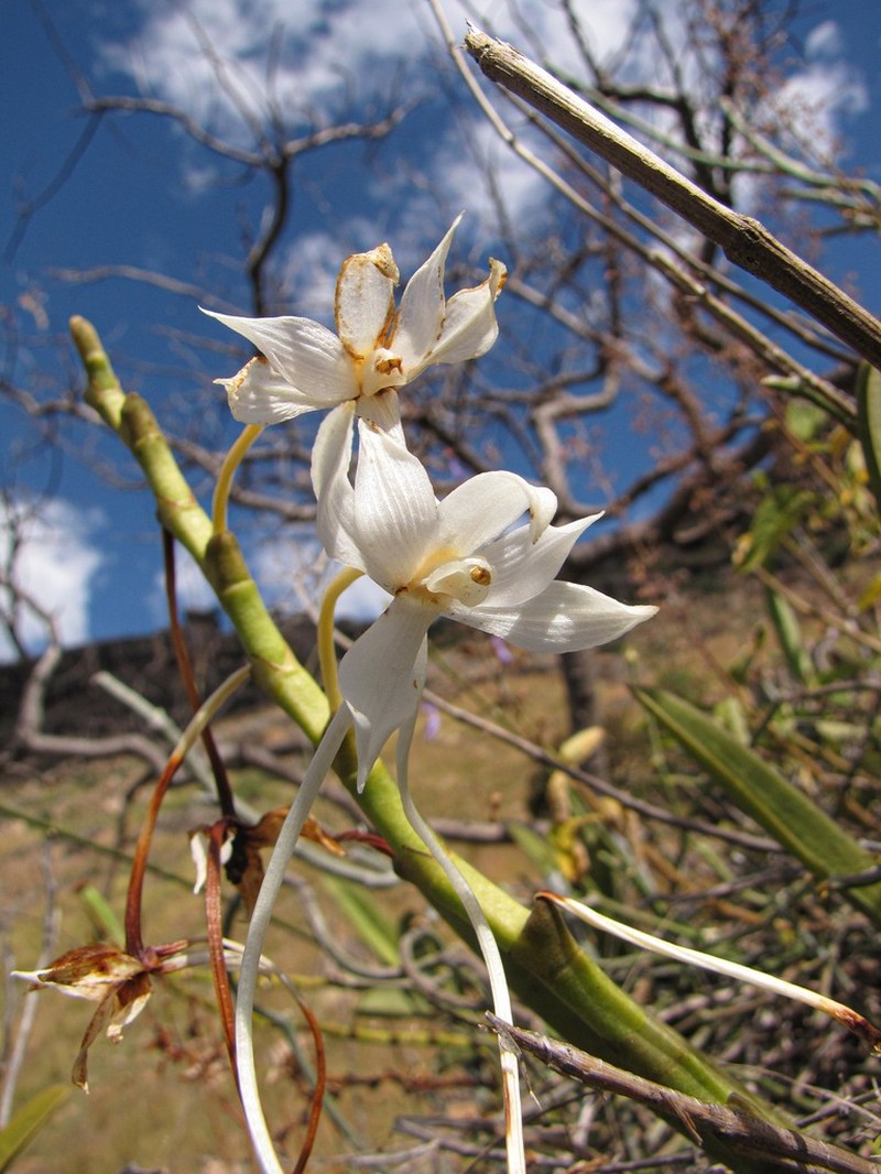 Aerangis ellisii photo 3