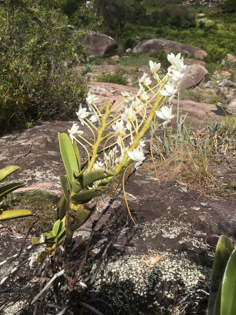 Aerangis ellisii photo 4