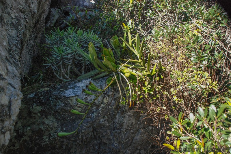 Aerangis ellisii photo 5