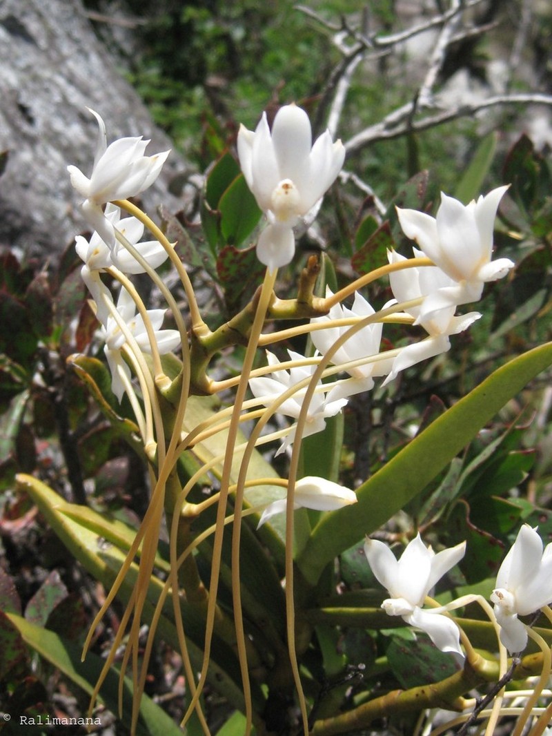 Aerangis ellisii photo 6