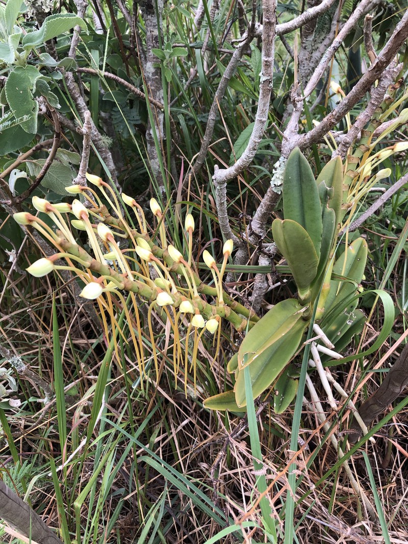 Aerangis ellisii photo 7