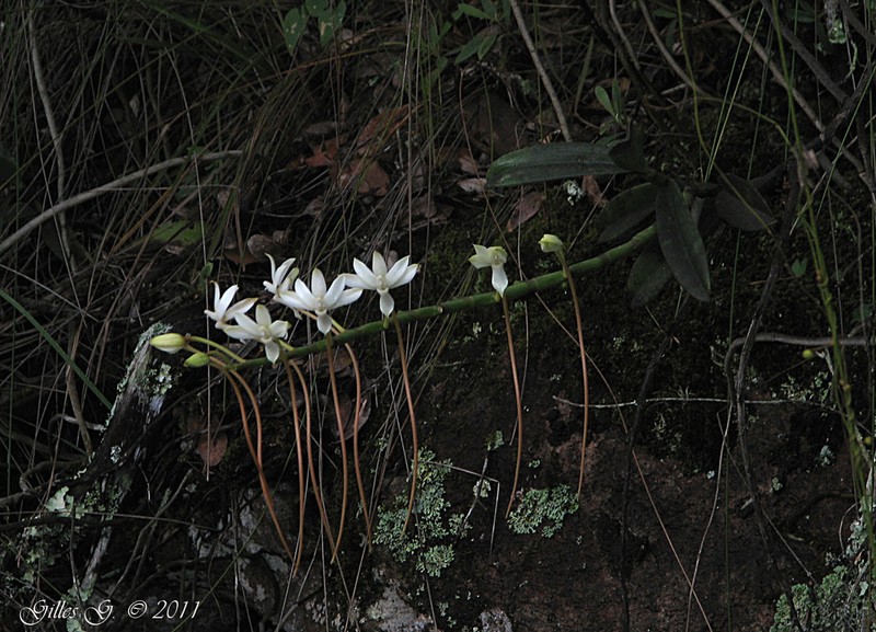 Aerangis ellisii photo 8