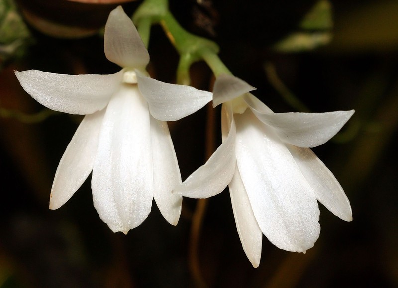 Aerangis fastuosa
