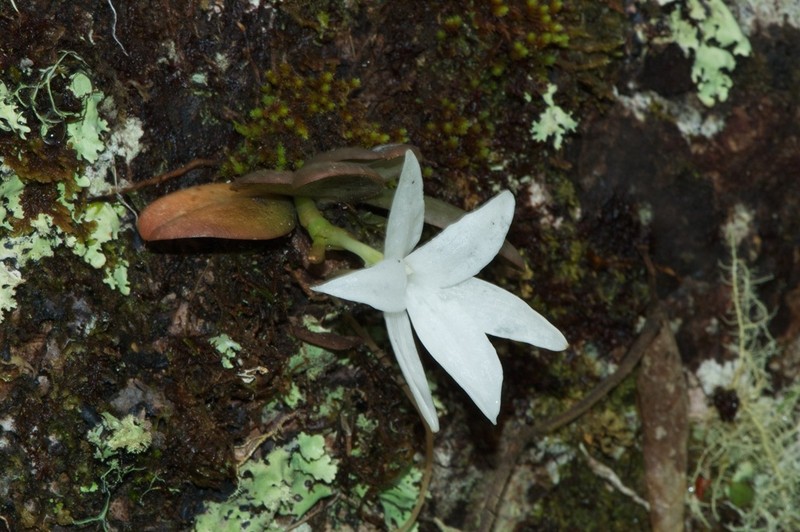 Aerangis fastuosa photo 2