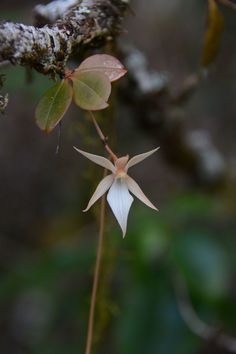 Aerangis fuscata