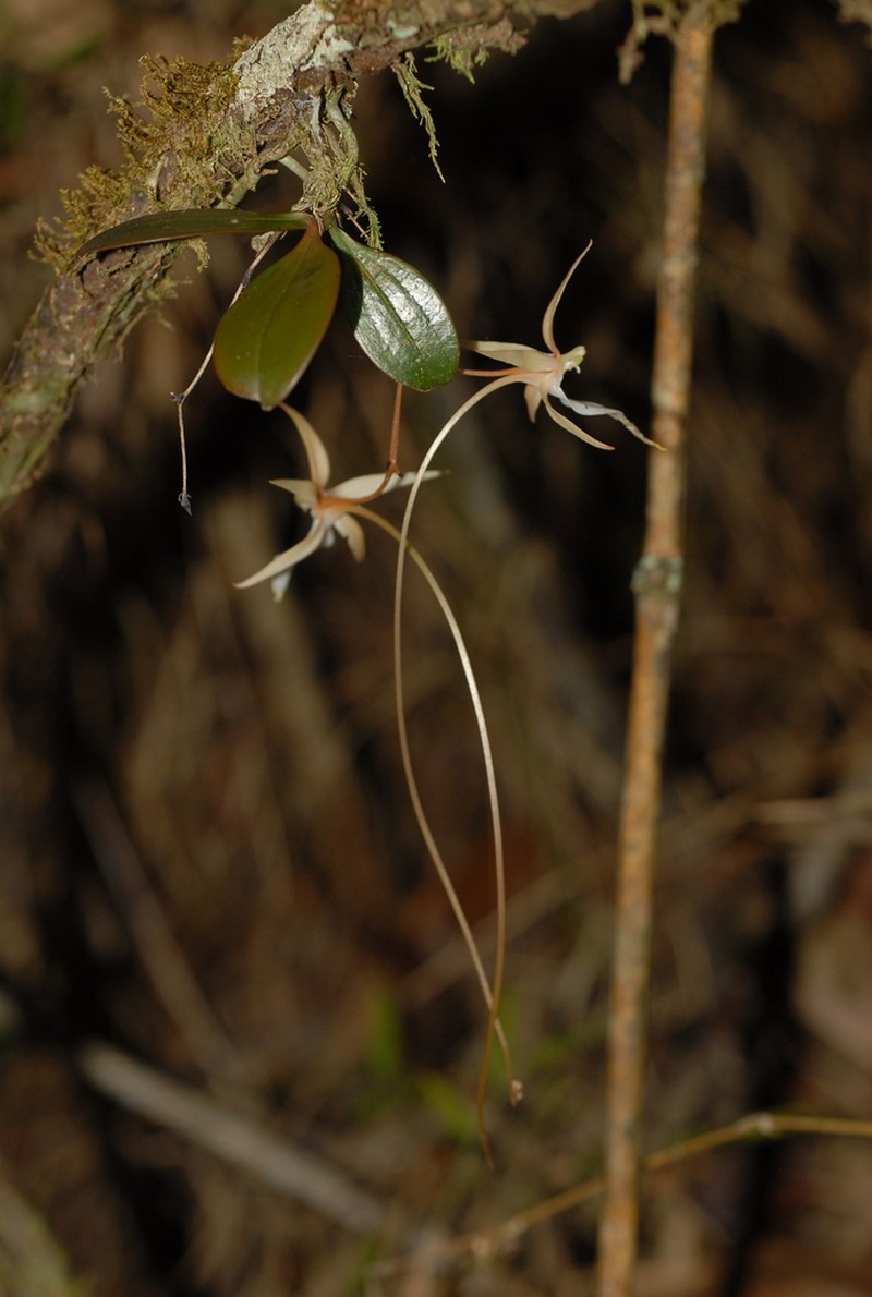 Aerangis fuscata photo 2