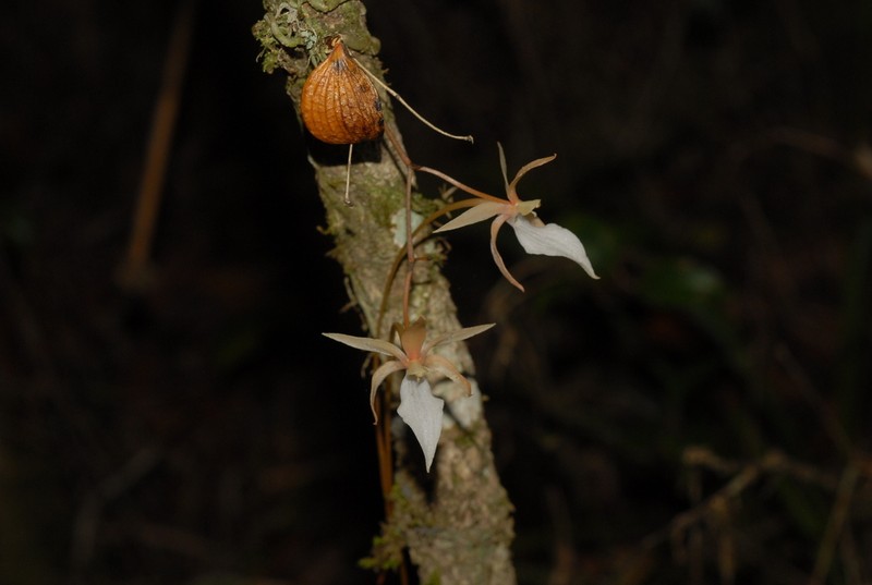 Aerangis fuscata photo 3