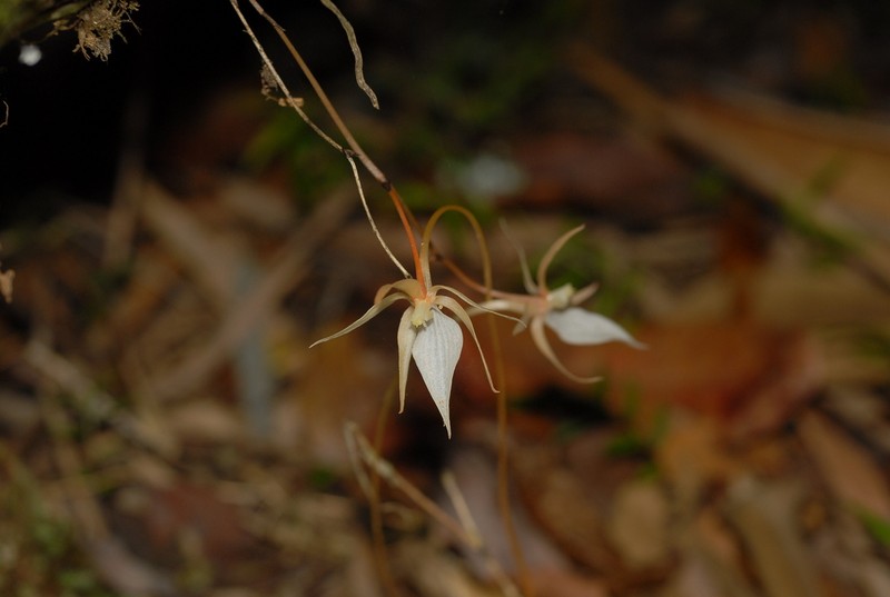Aerangis fuscata photo 4
