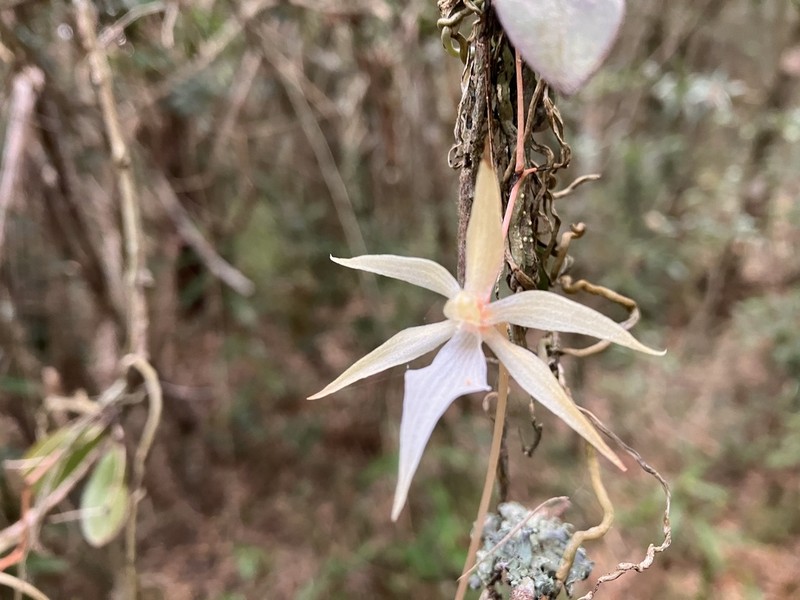 Aerangis fuscata photo 5