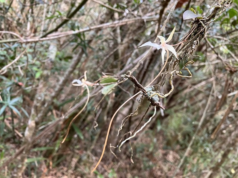 Aerangis fuscata photo 6