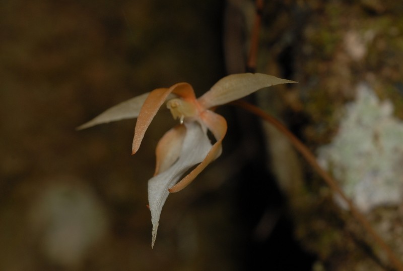 Aerangis fuscata photo 7