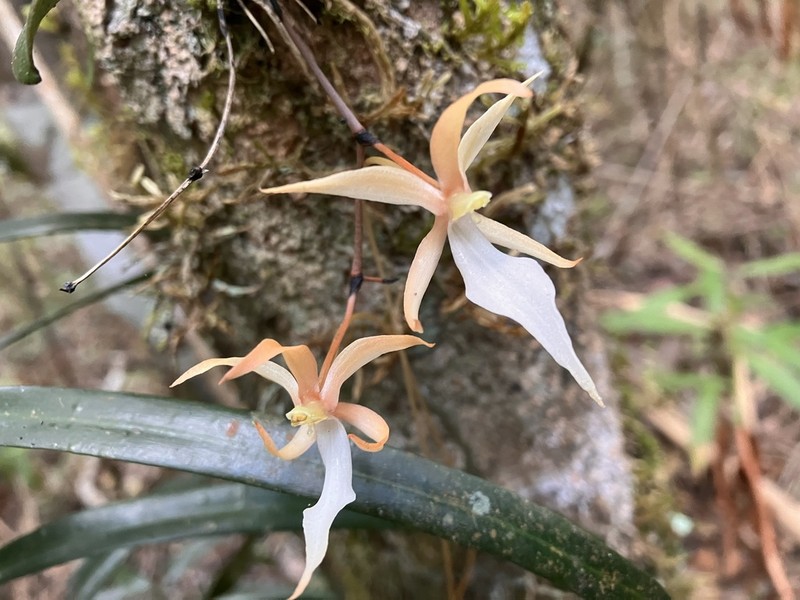 Aerangis fuscata photo 8